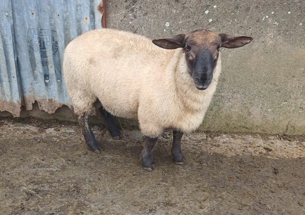 Purebred Registered charolais ewe lambs - Image 2