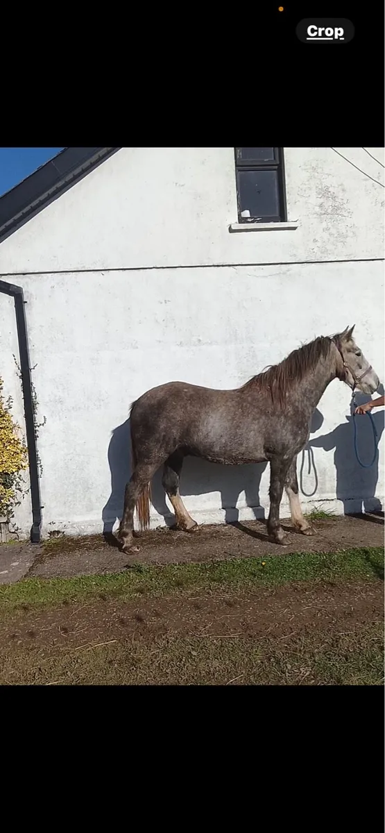 Two 3 year olds - Image 2