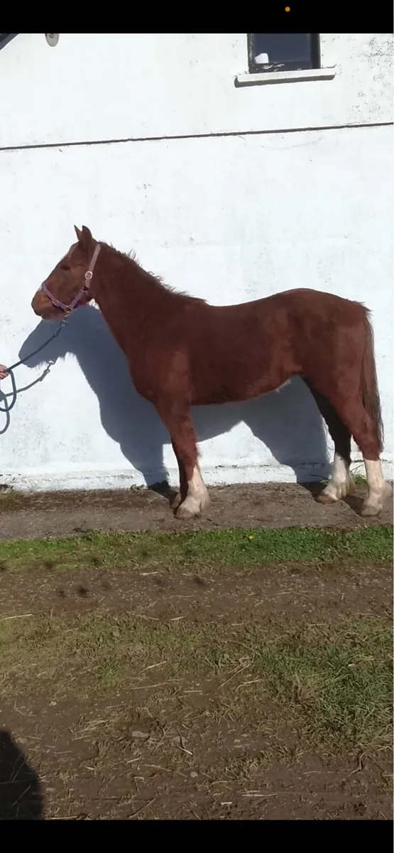 Two 3 year olds - Image 3