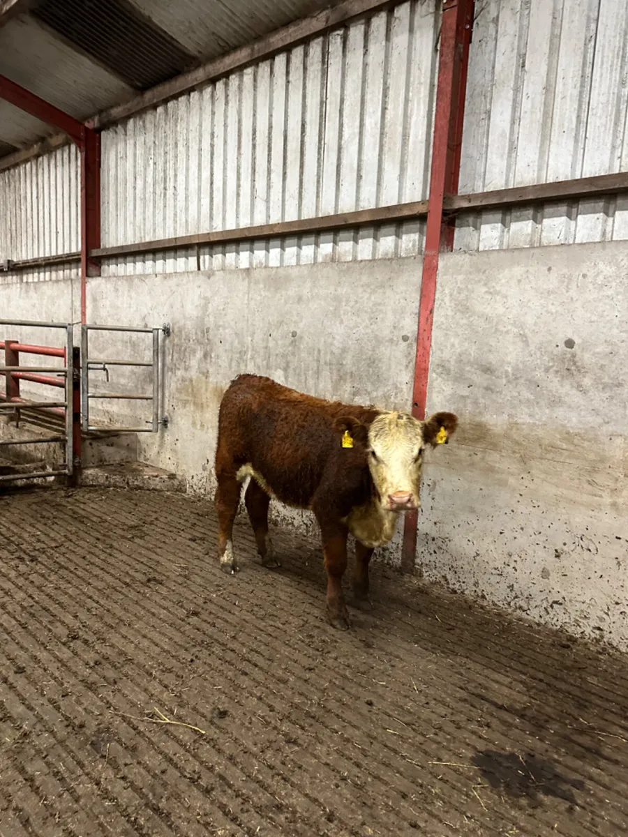 Pbnr Hereford heifer - Image 3