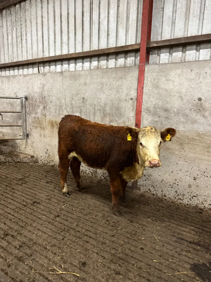 Pbnr Hereford heifer - Image 1