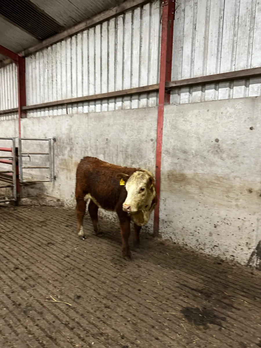 Pbnr Hereford heifer - Image 4