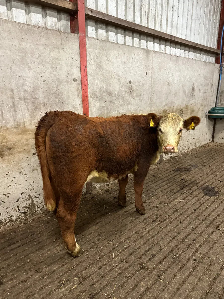 Pbnr Hereford heifer - Image 2
