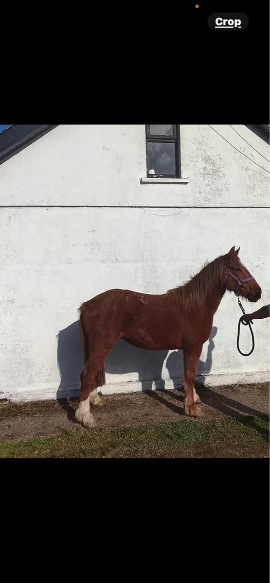 Two 3 year olds - Image 4