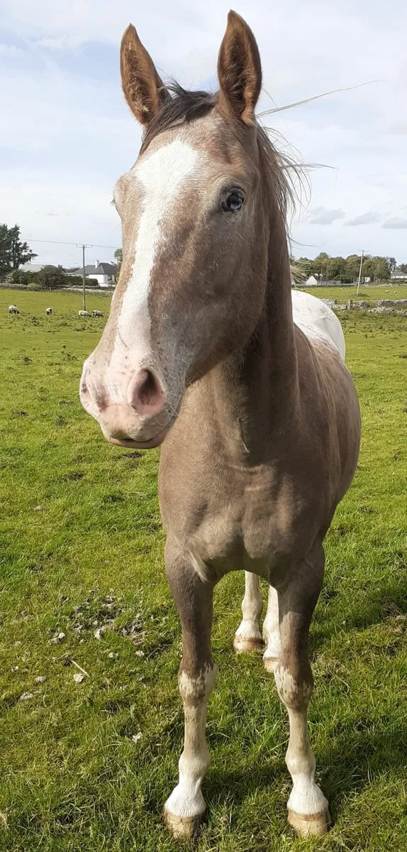 Appaloosa Cob - Image 1
