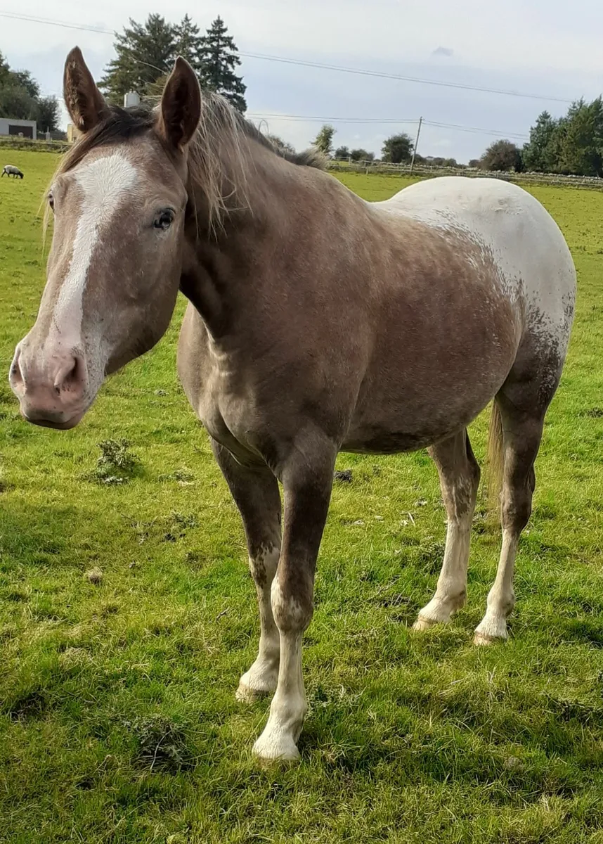 Appaloosa Cob - Image 2