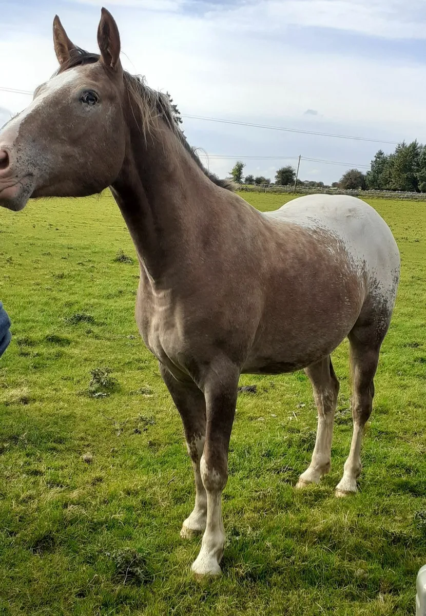 Appaloosa Cob - Image 3