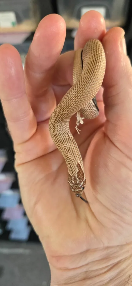 Hognose Snakes - Image 2