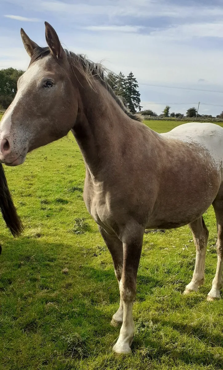 Appaloosa Cob - Image 4