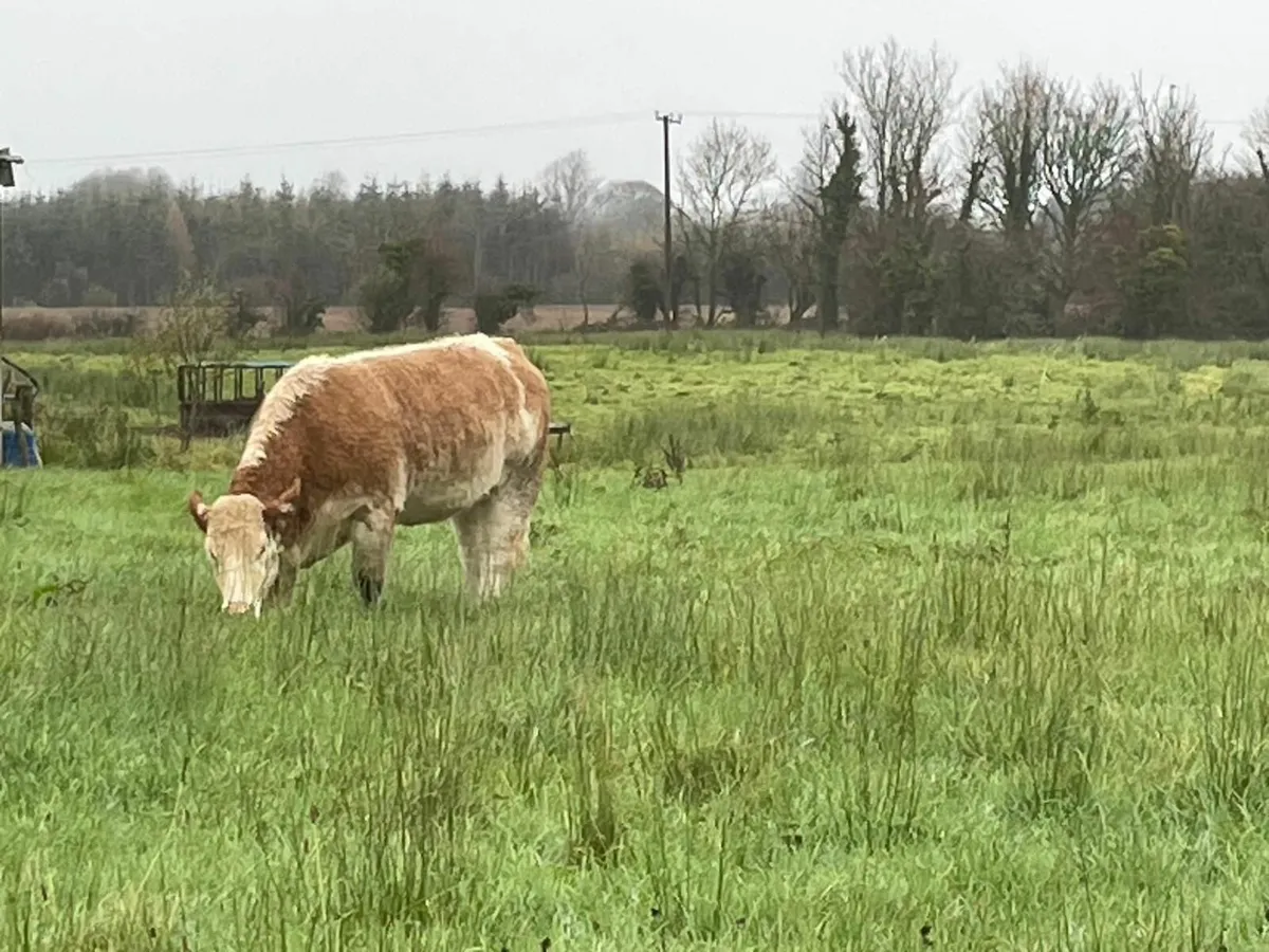 Breeding Heifers - Image 3
