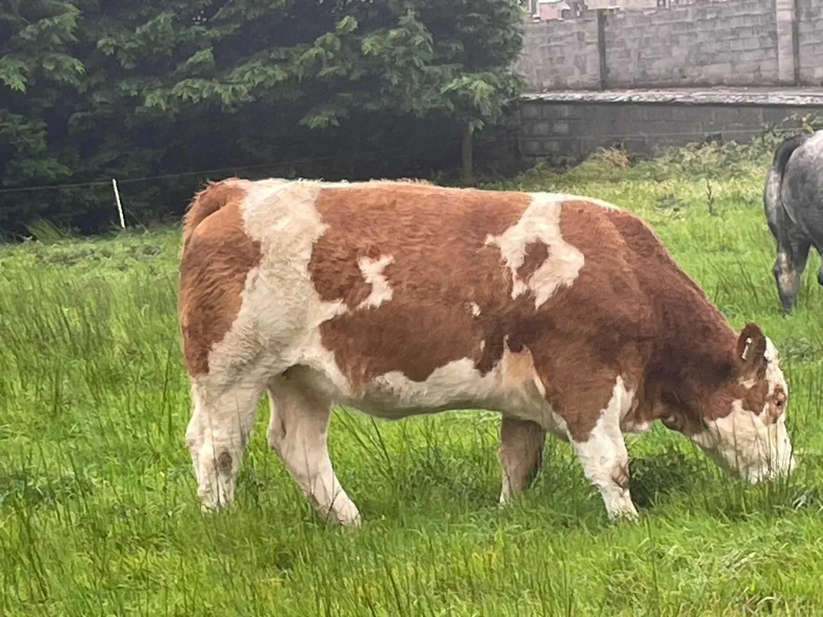 Breeding Heifers - Image 2