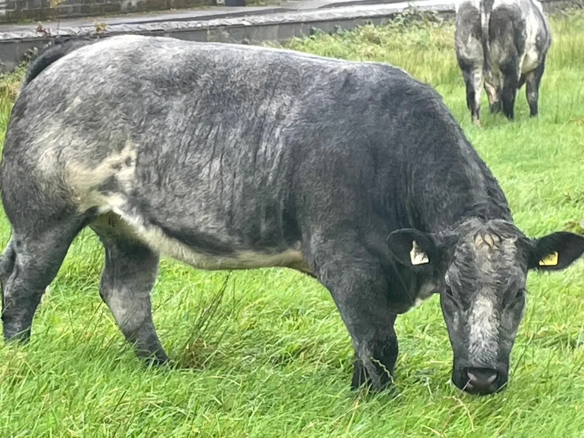 Breeding Heifers - Image 4