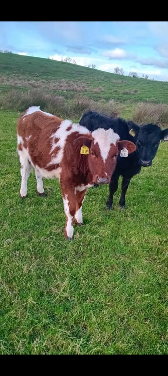2 weanling heifer runners - Image 1