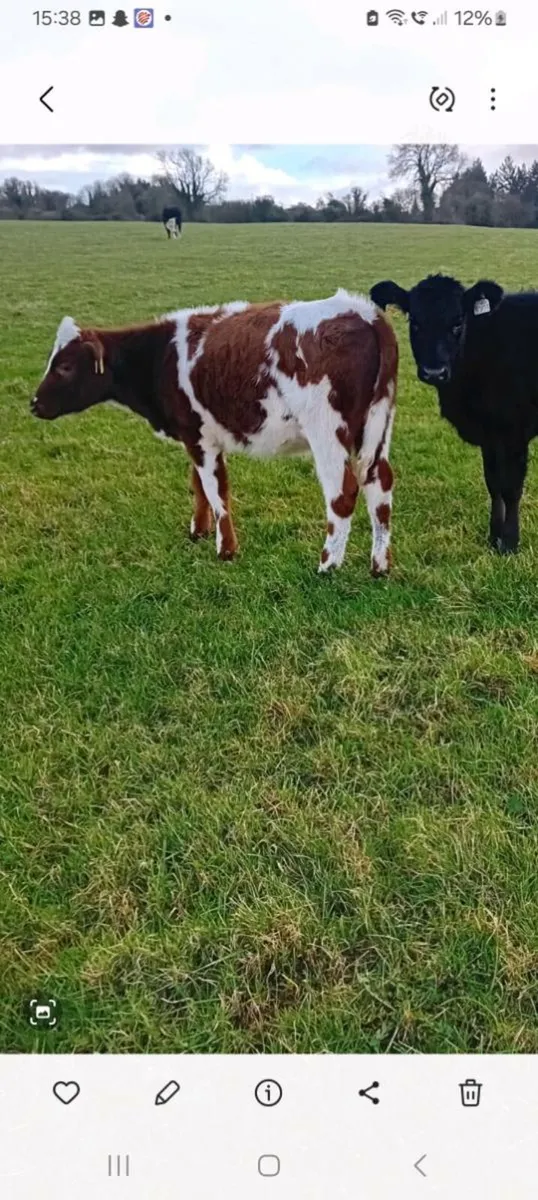 2 weanling heifer runners - Image 2