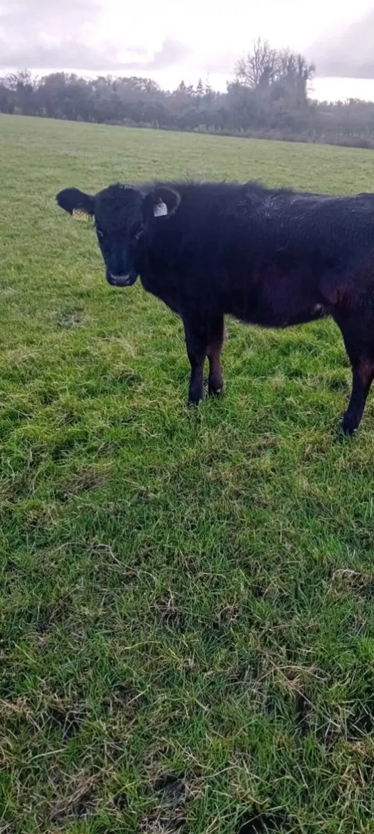 2 weanling heifer runners - Image 3