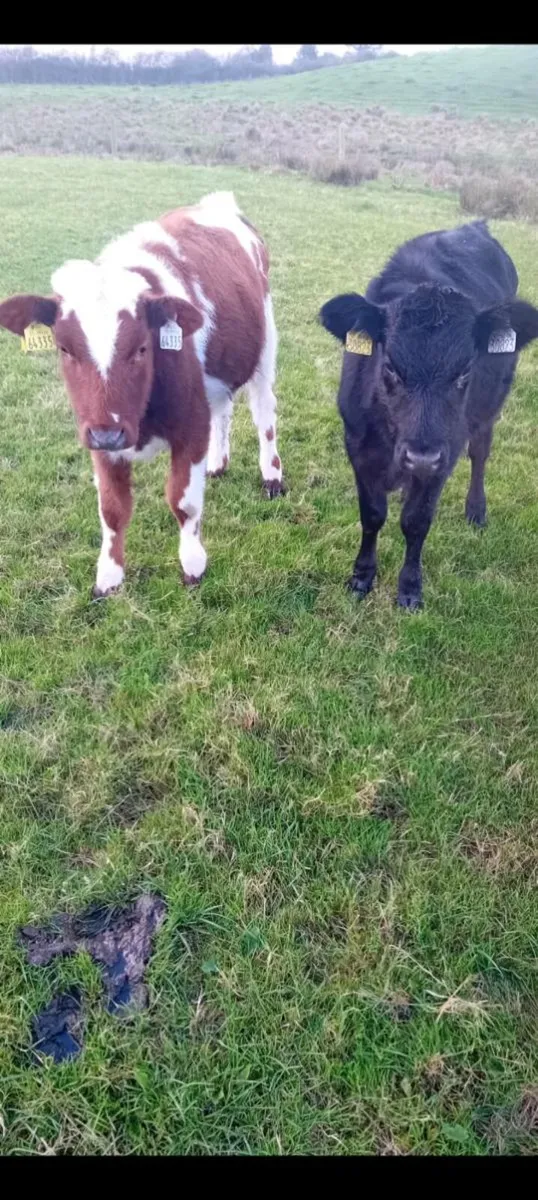 2 weanling heifer runners - Image 4