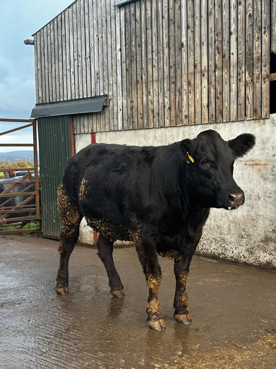Limousin bulling heifers - Image 2