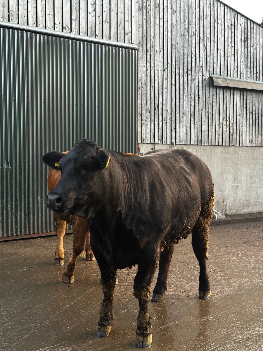 Limousin bulling heifers - Image 3