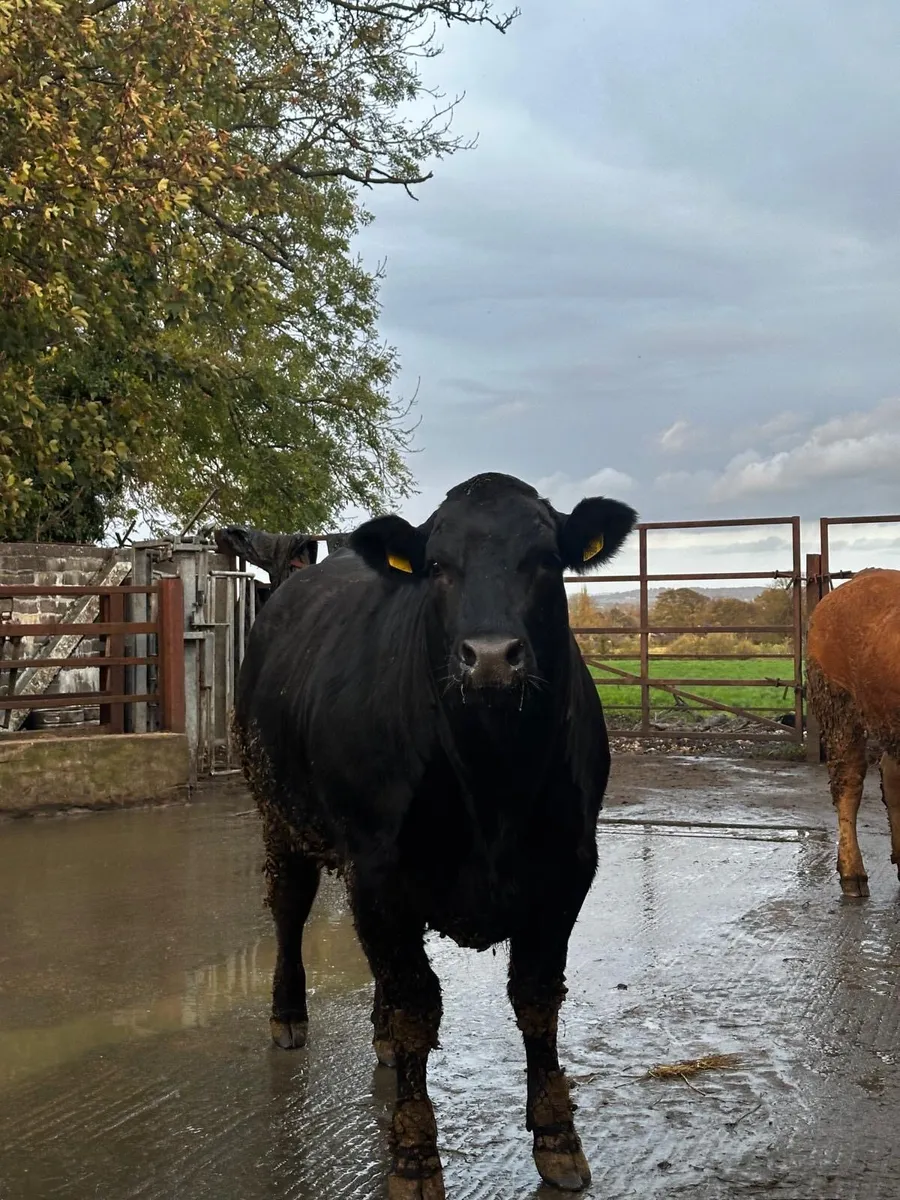 Limousin bulling heifers - Image 4
