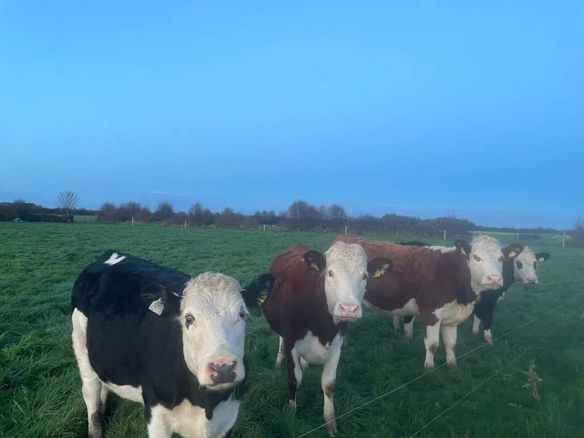 4 Hereford Incalf Heifers - Image 1