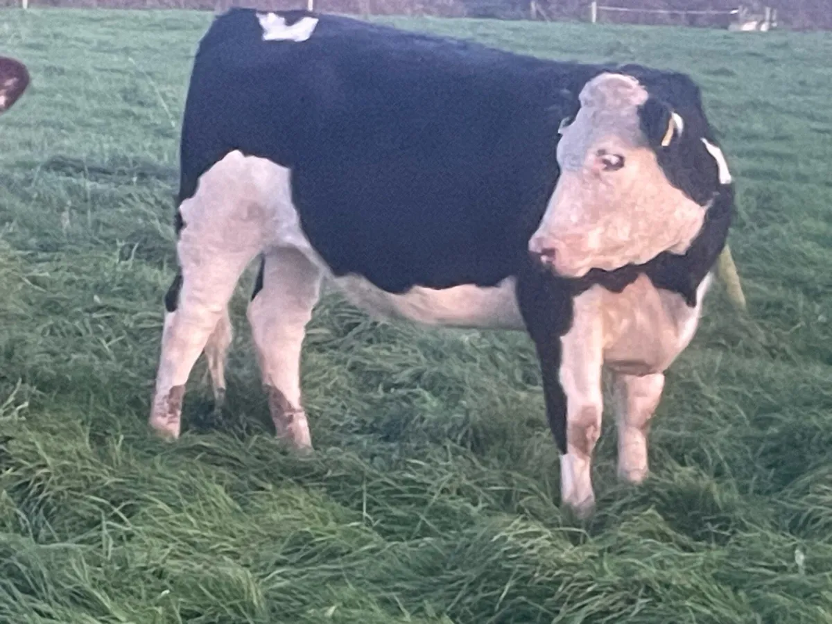 4 Hereford Incalf Heifers - Image 2