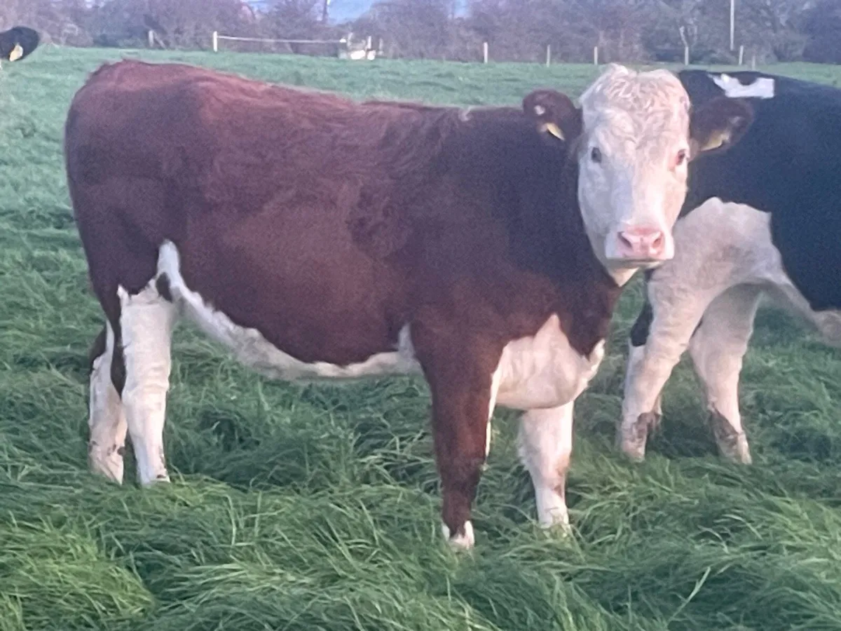 4 Hereford Incalf Heifers - Image 3