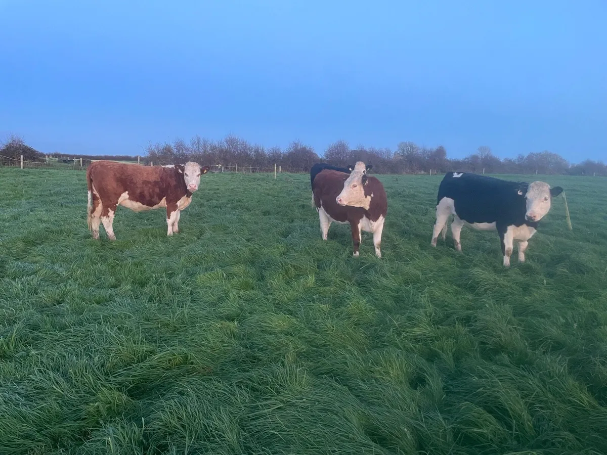 4 Hereford Incalf Heifers - Image 4