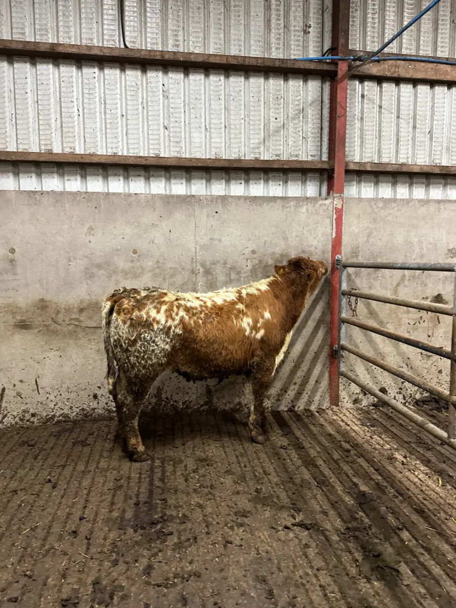 Lim Bulling heifer - Image 2