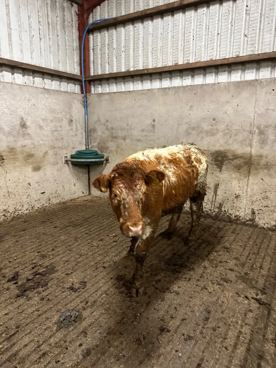 Lim Bulling heifer - Image 3