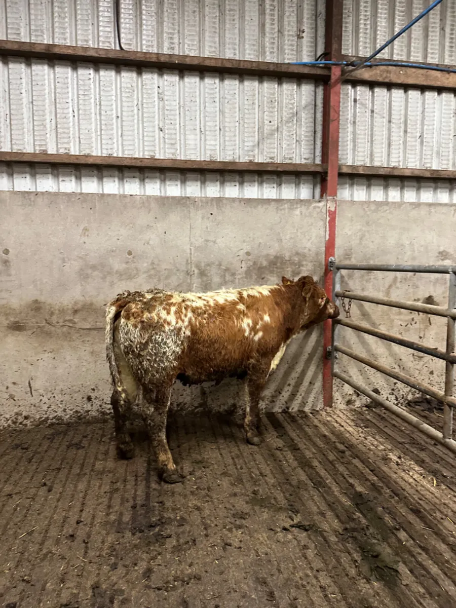 Lim Bulling heifer - Image 1