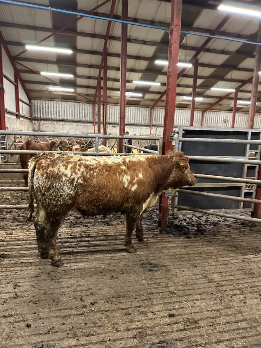 Lim Bulling heifer - Image 4