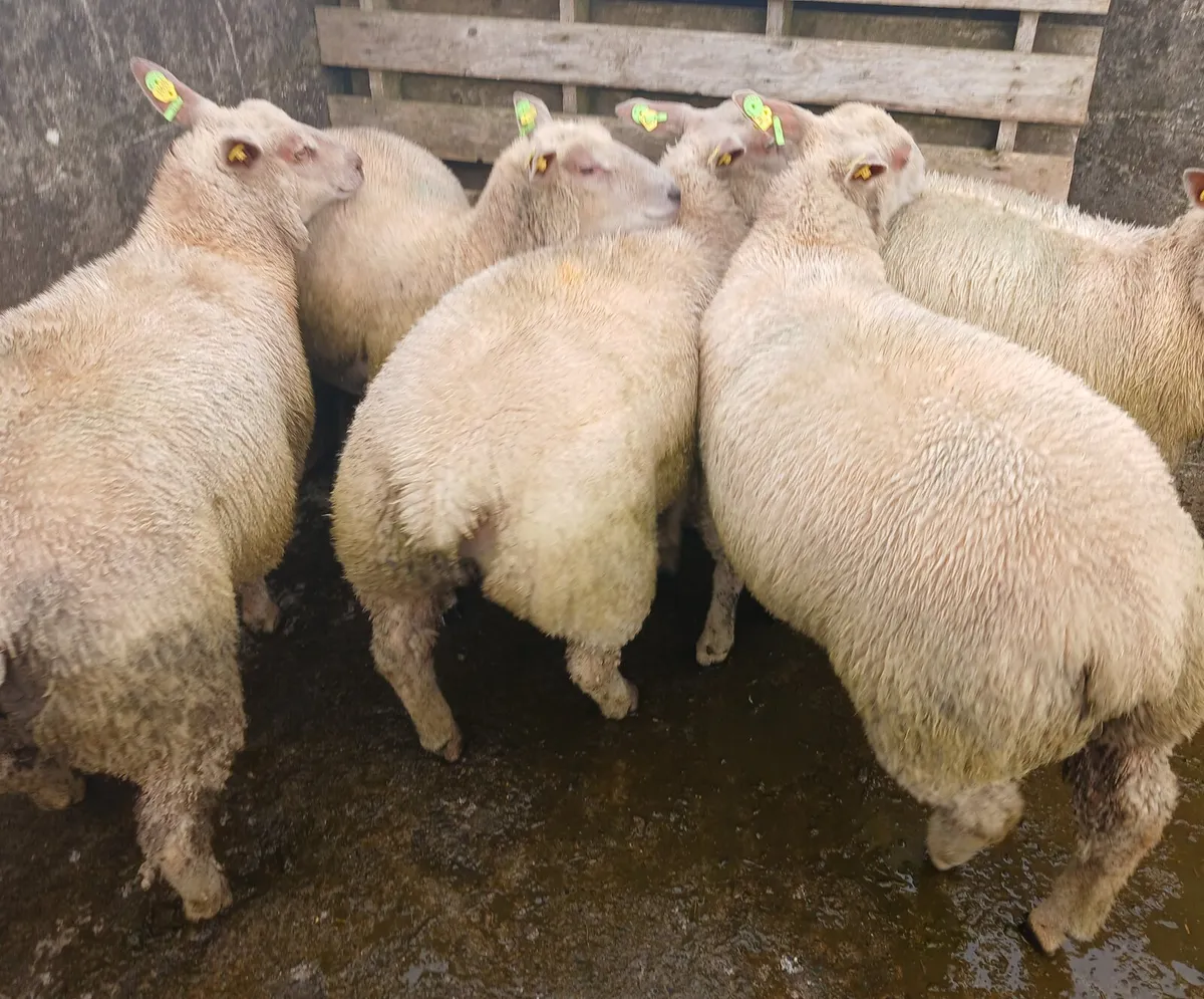 Purebred Registered charolais ewe lambs - Image 1