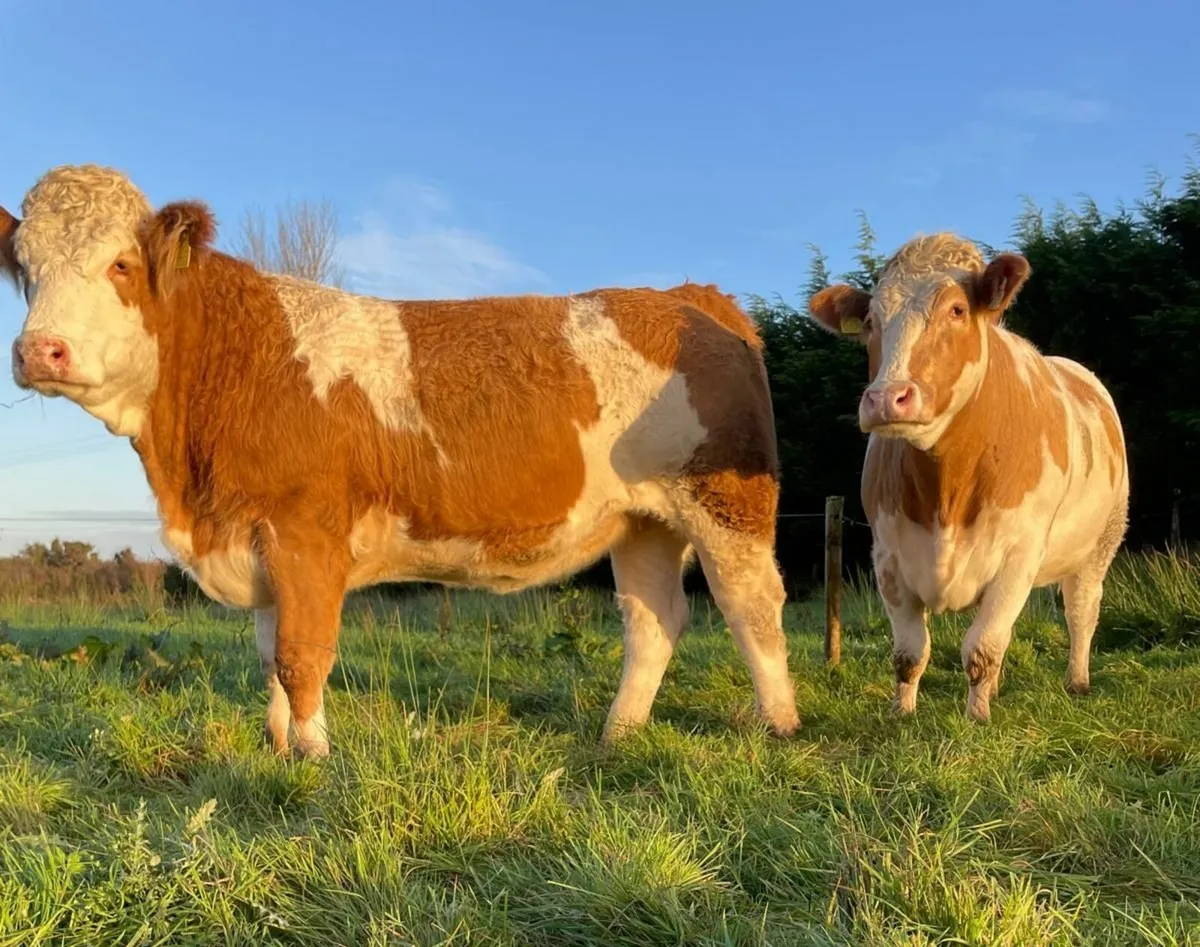 Breeding Heifers - Image 1