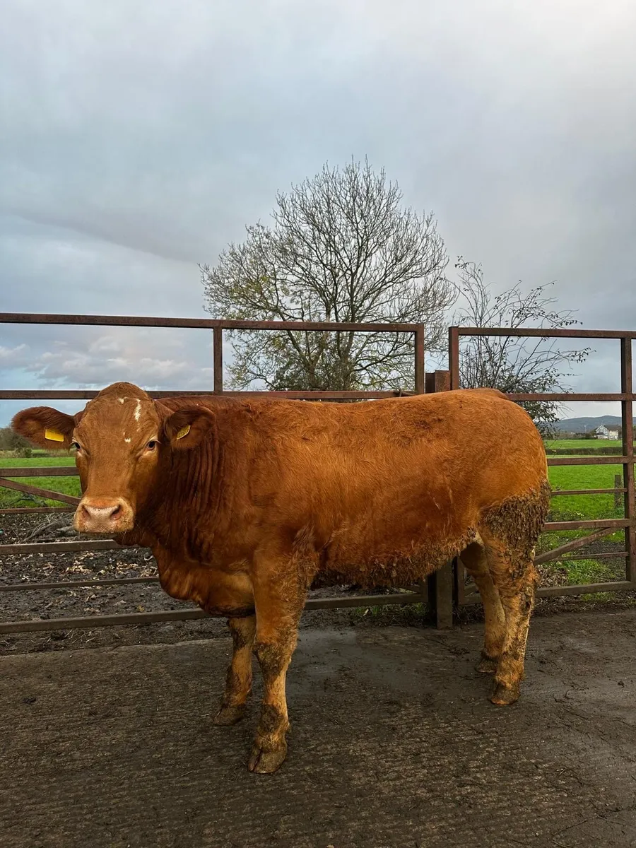 Limousin bulling heifers - Image 1