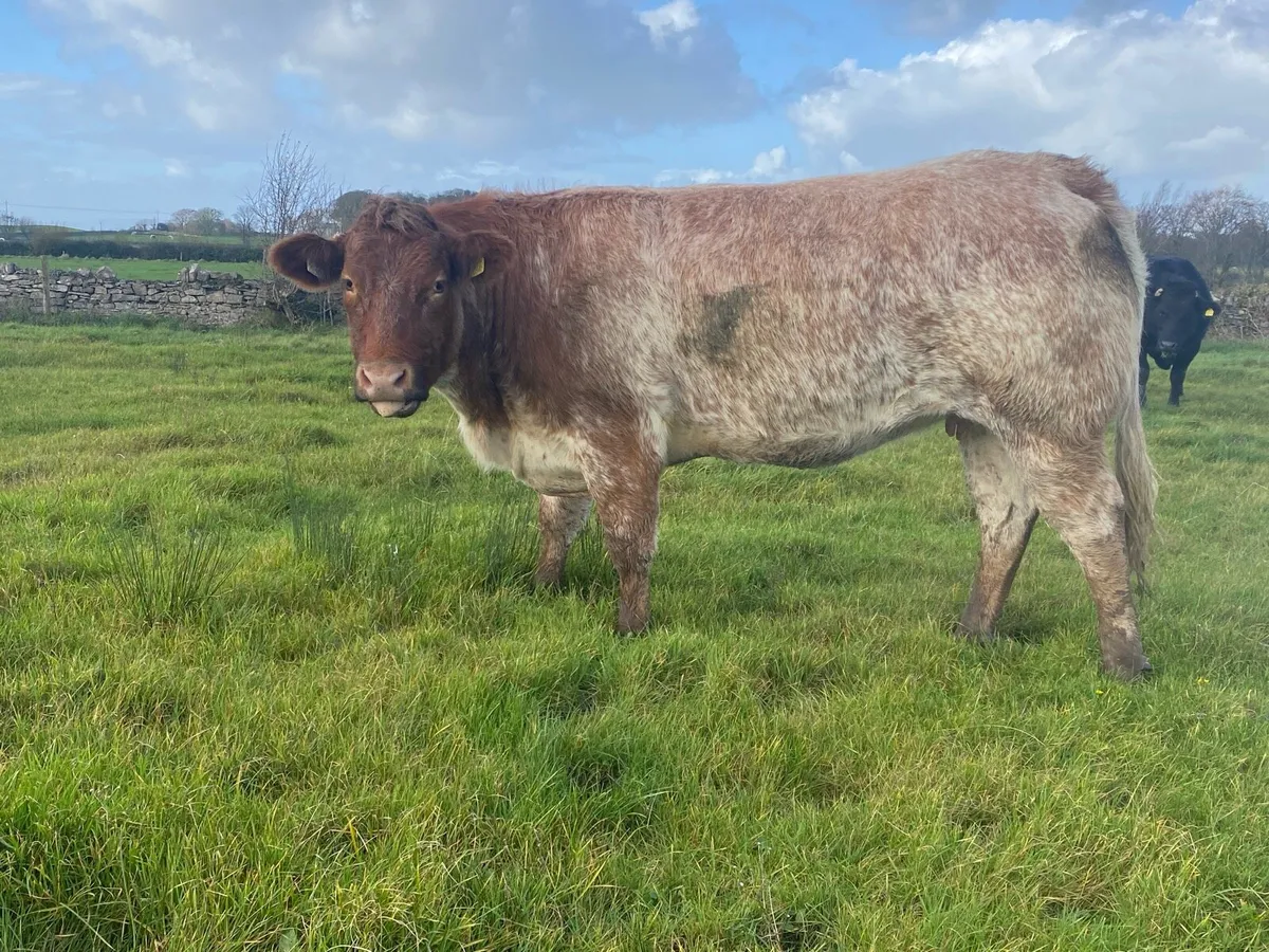 In calf heifer - Image 1