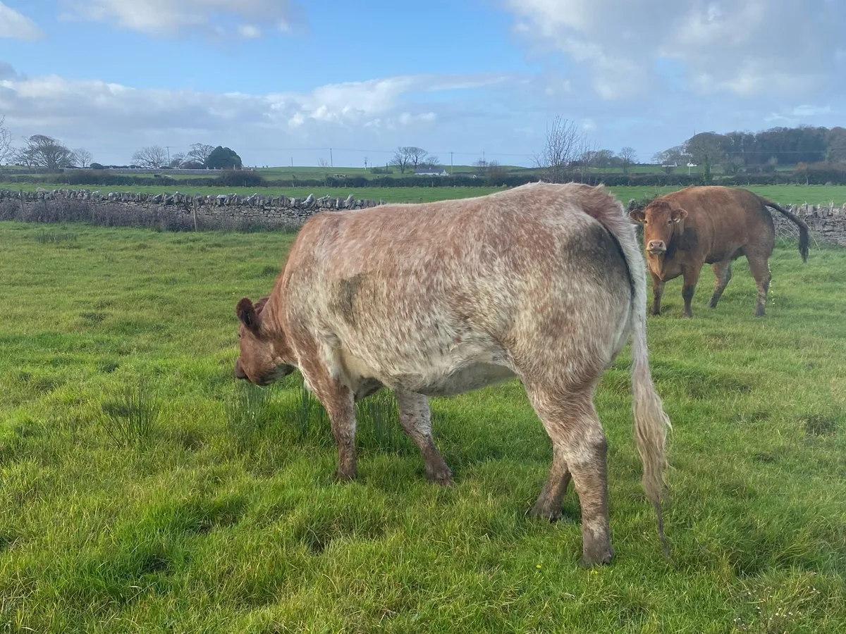 In calf heifer - Image 2