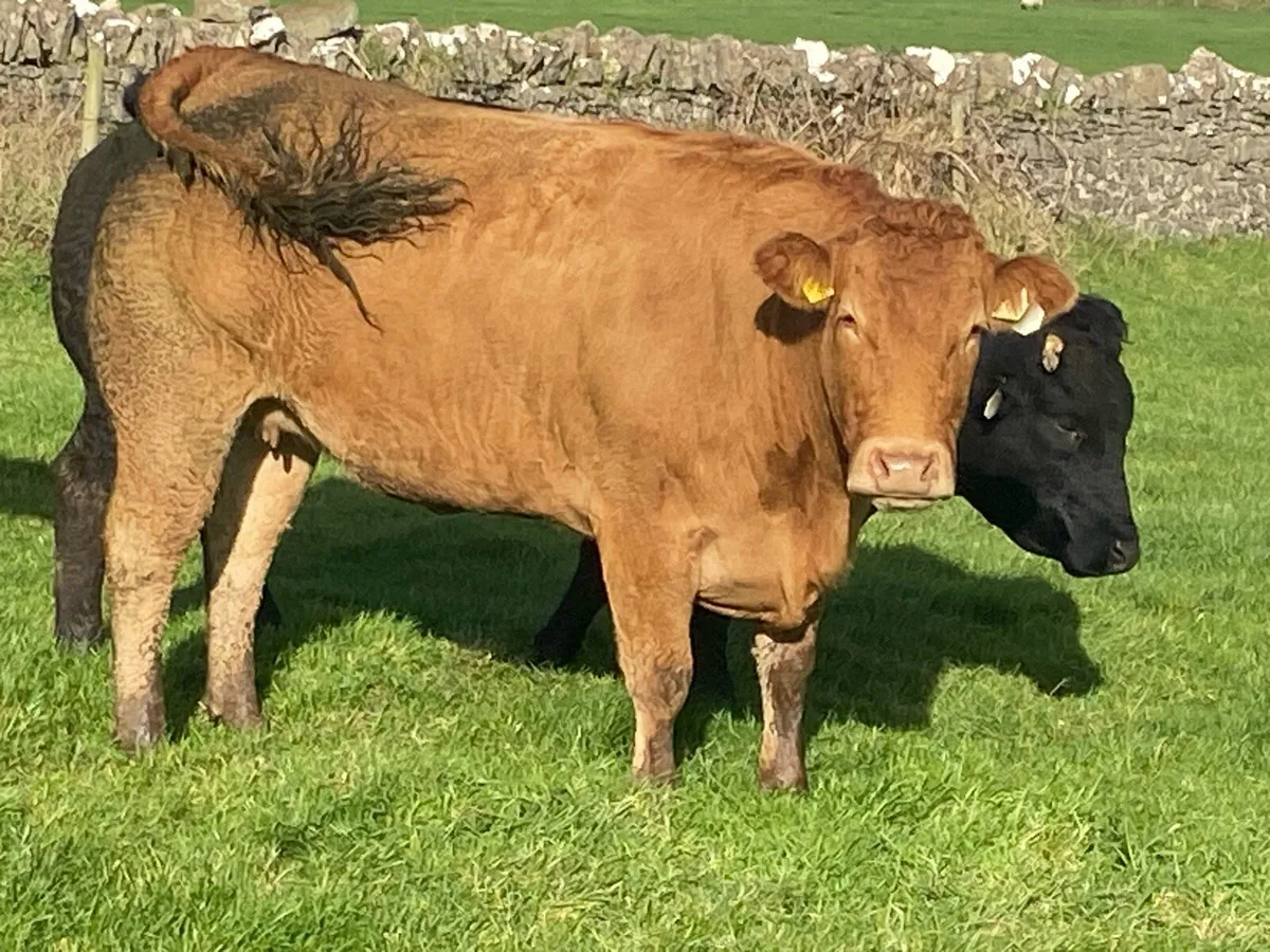 In calf heifer - Image 3