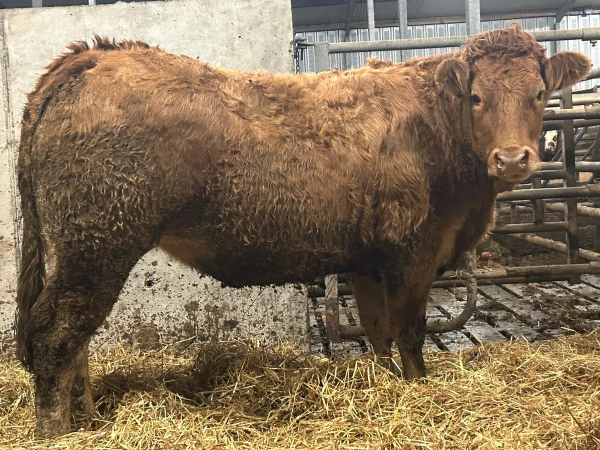 10 super u grade incalf heifers - Image 4