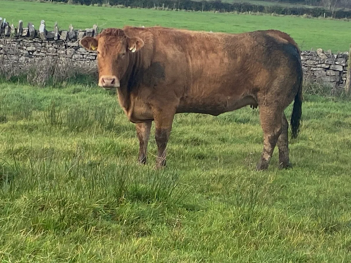 In calf heifer - Image 4