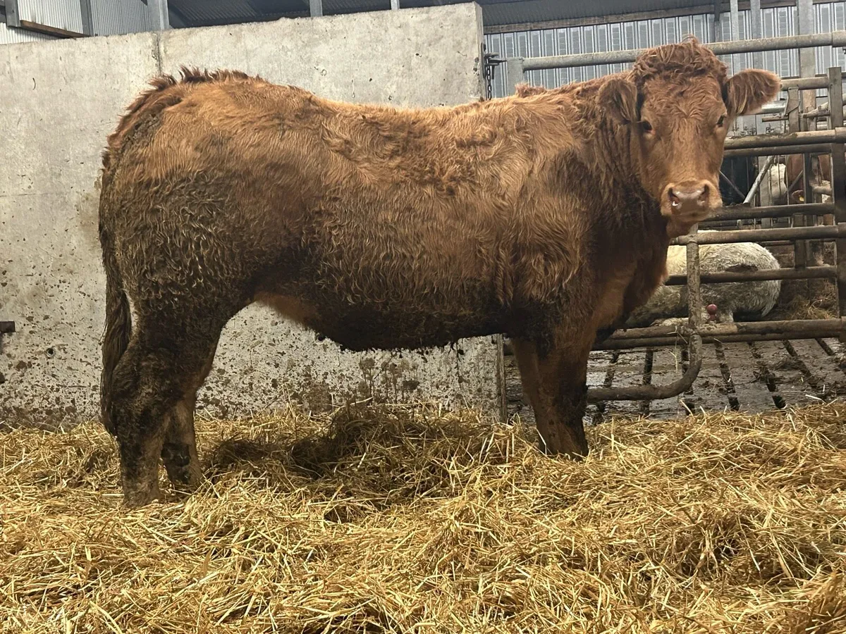 10 super u grade incalf heifers - Image 1