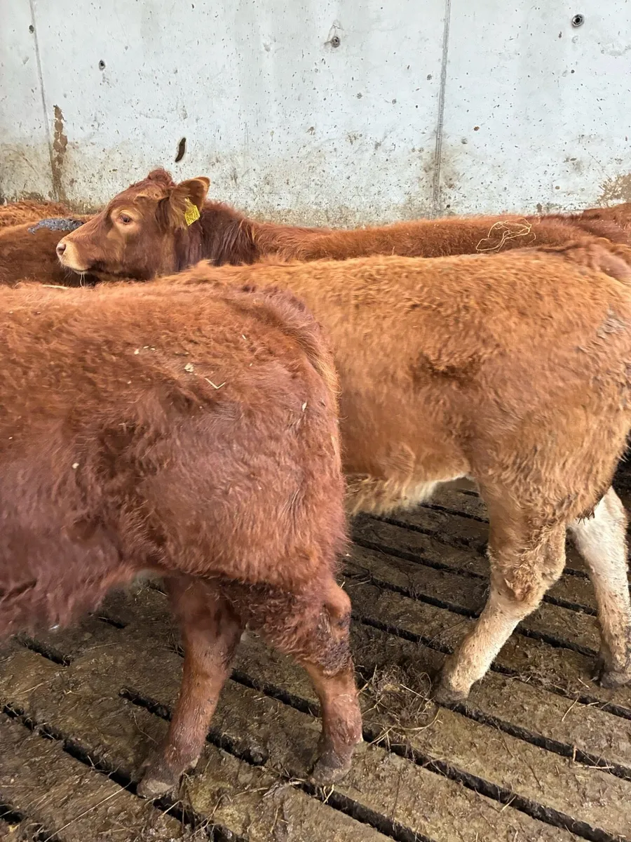 SUPER QUALITY LIM BULL/BLK WEANLINGS 300KG - Image 2
