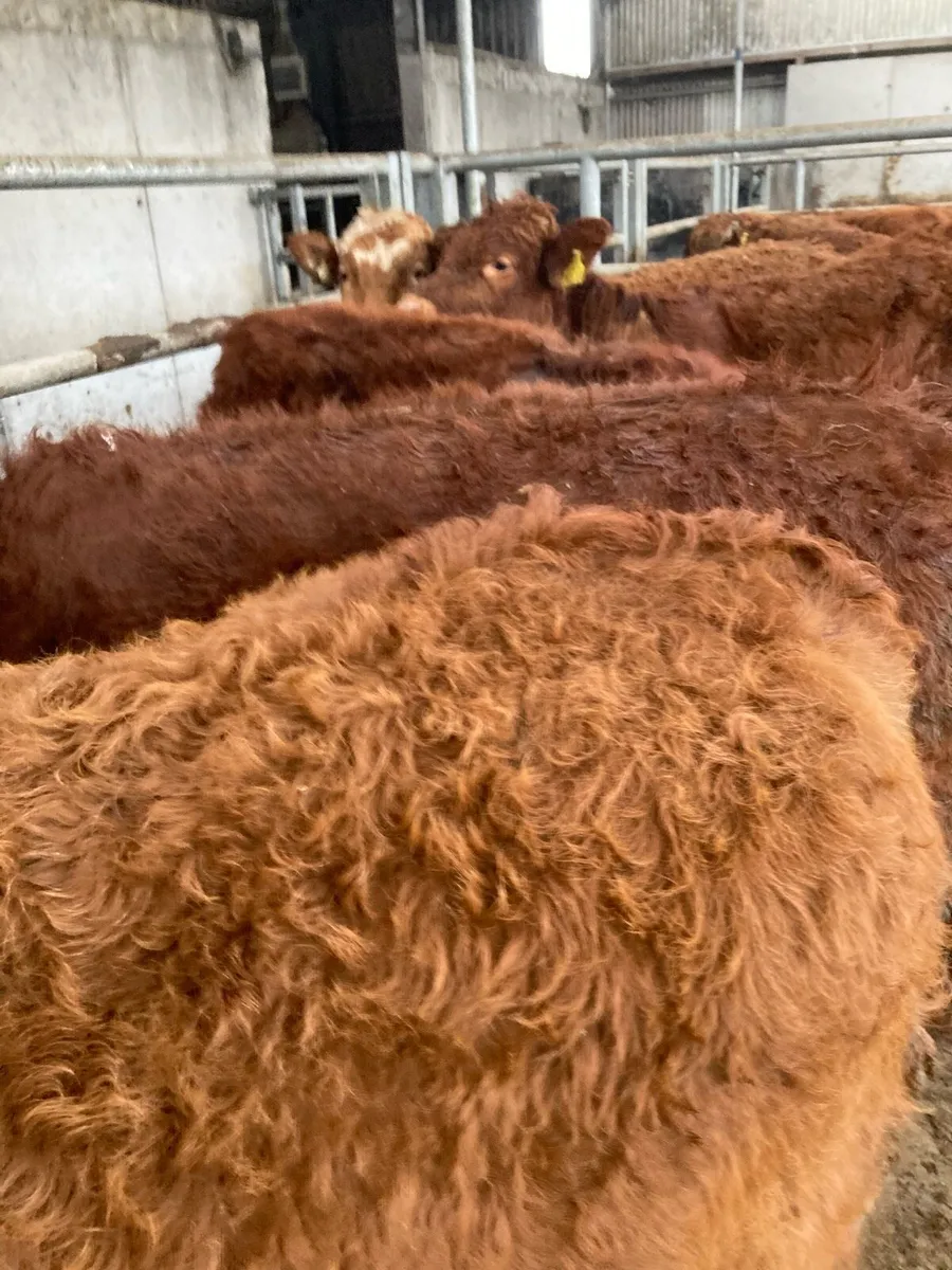 SUPER QUALITY LIM BULL/BLK WEANLINGS 300KG - Image 3