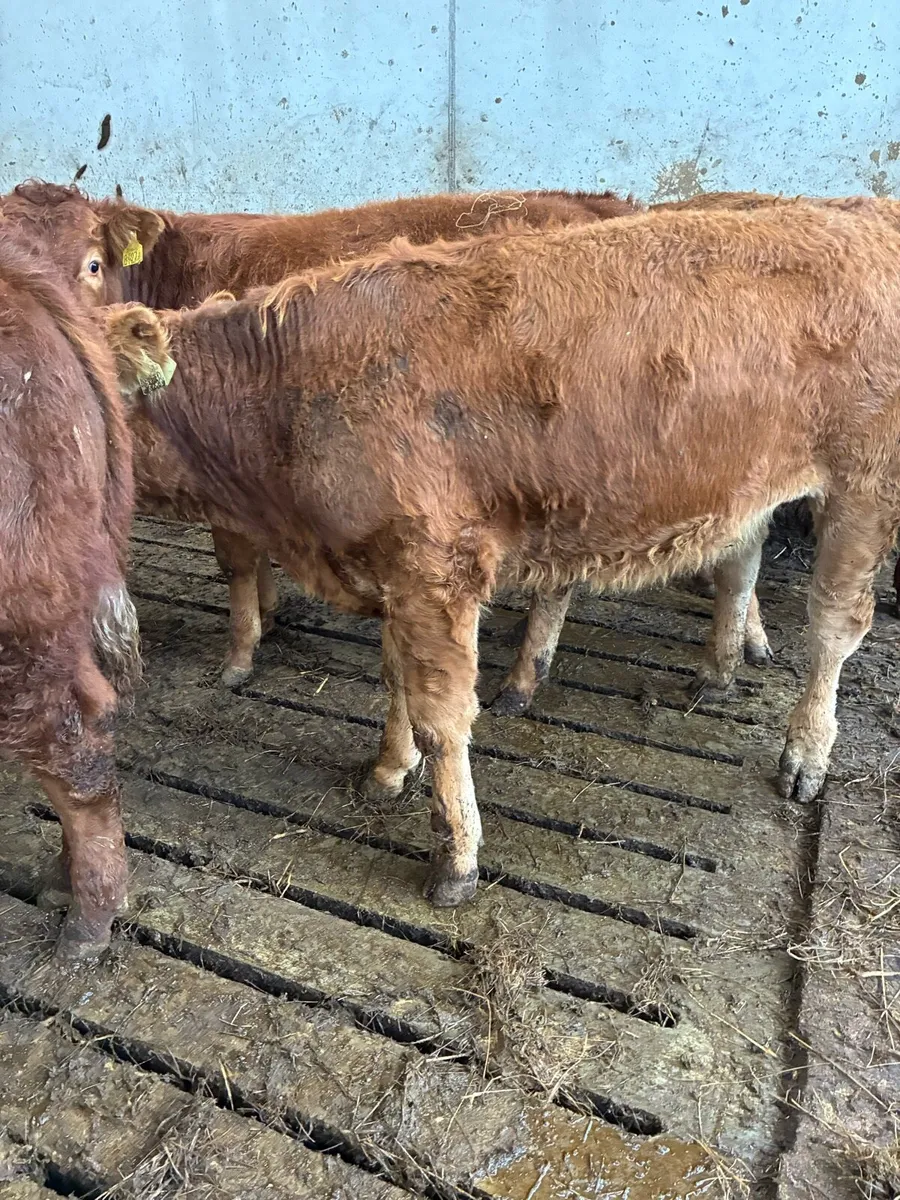 SUPER QUALITY LIM BULL/BLK WEANLINGS 300KG - Image 4