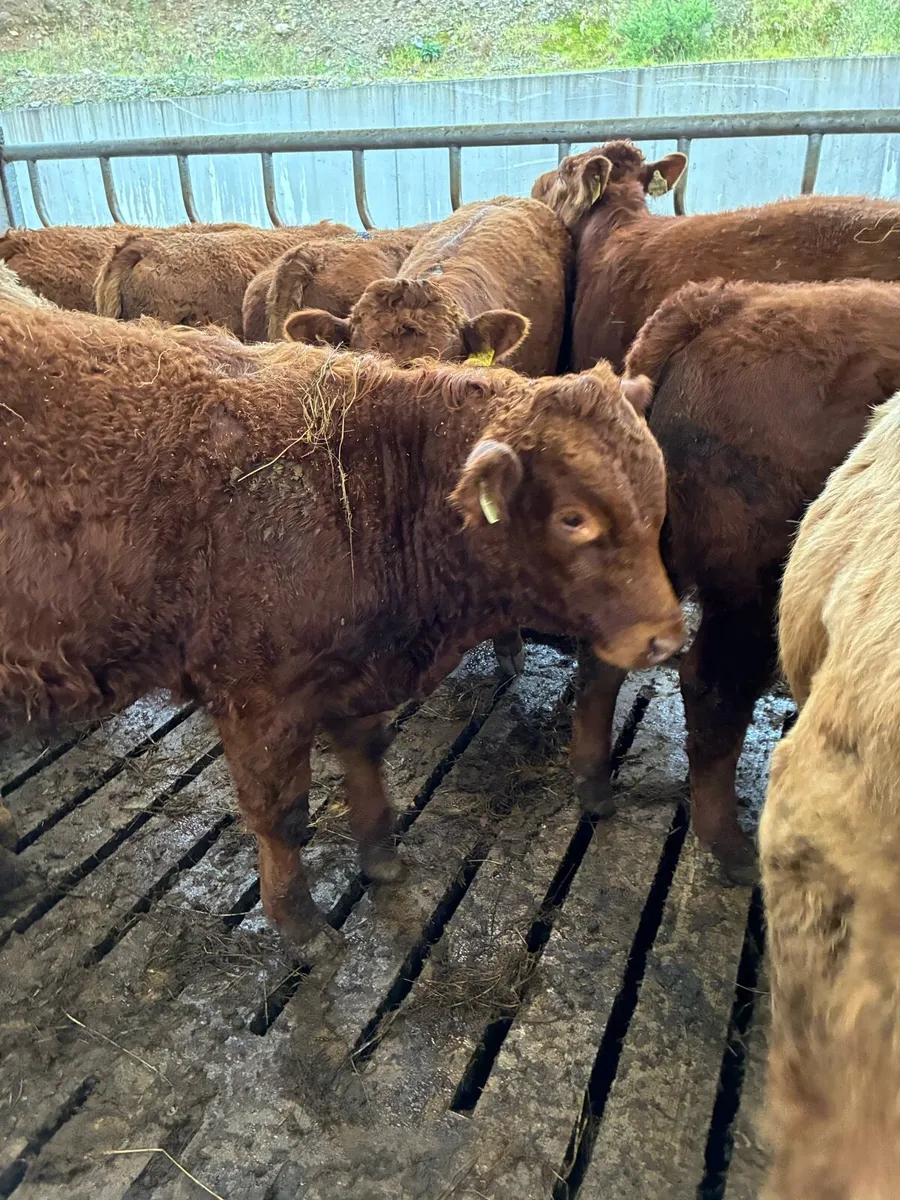 24 SUPER QUALITY LIM/CH BULL WEANLINGS 330KG - Image 1