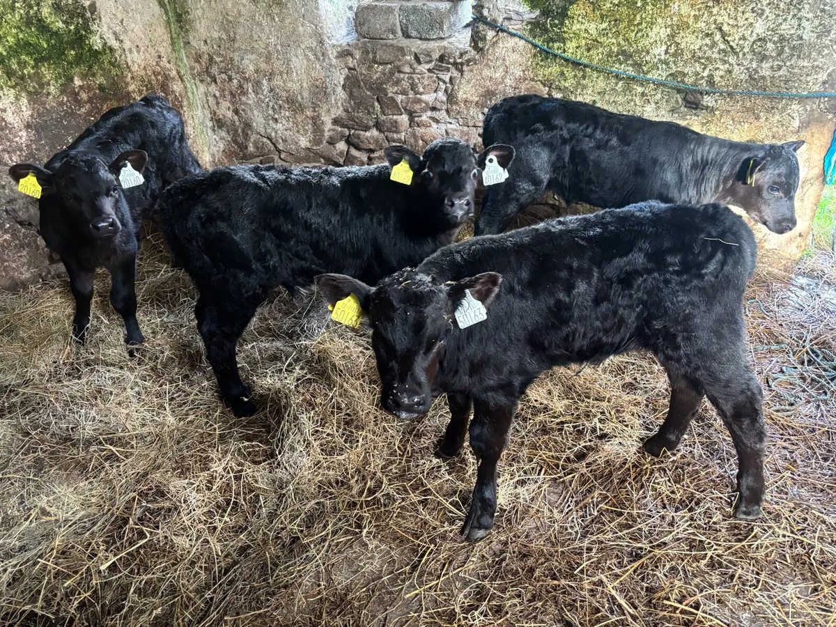 Angus Calves - Image 1