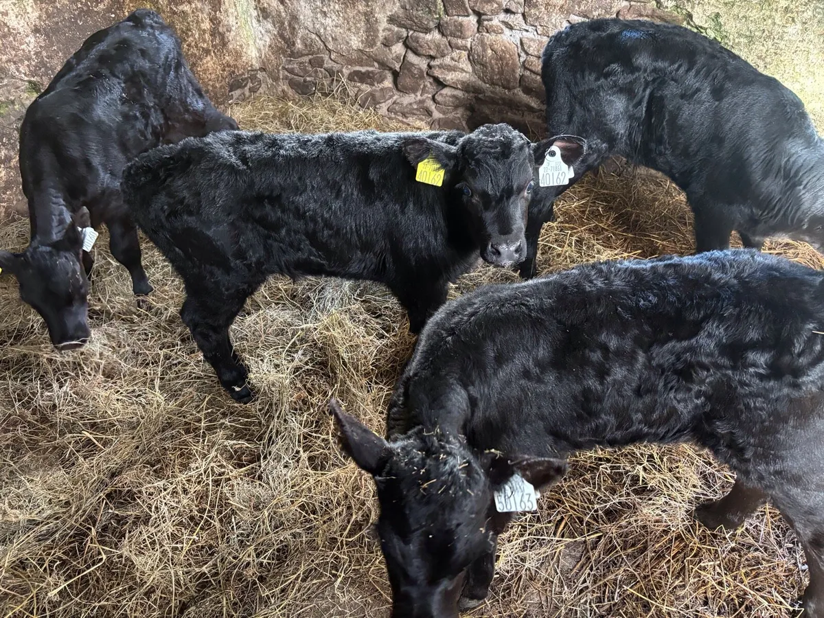 Angus Calves - Image 2