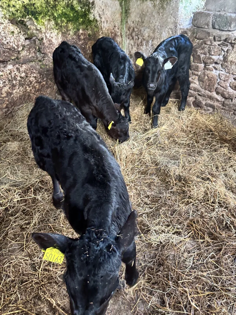 Angus Calves - Image 3