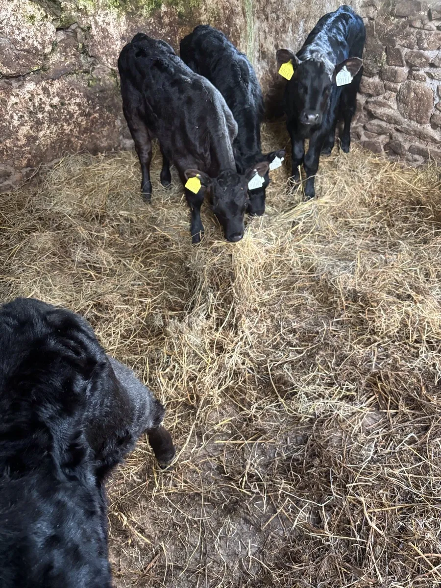 Angus Calves - Image 4