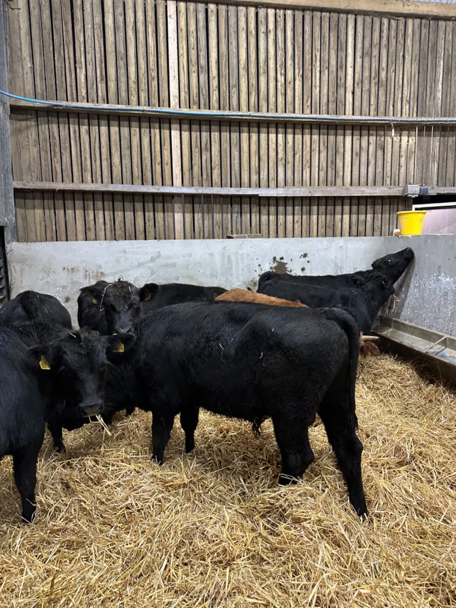 Angus bulls - Image 2