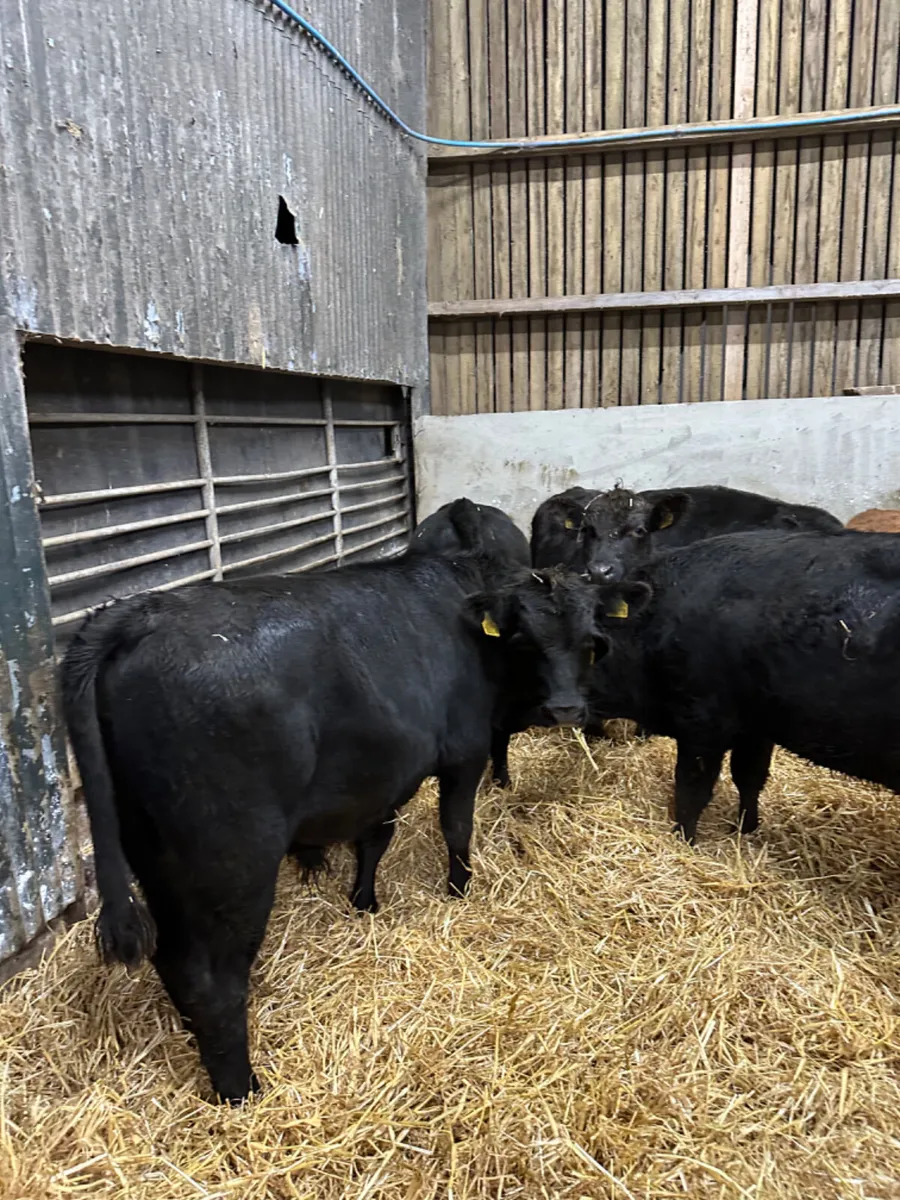 Angus bulls - Image 1